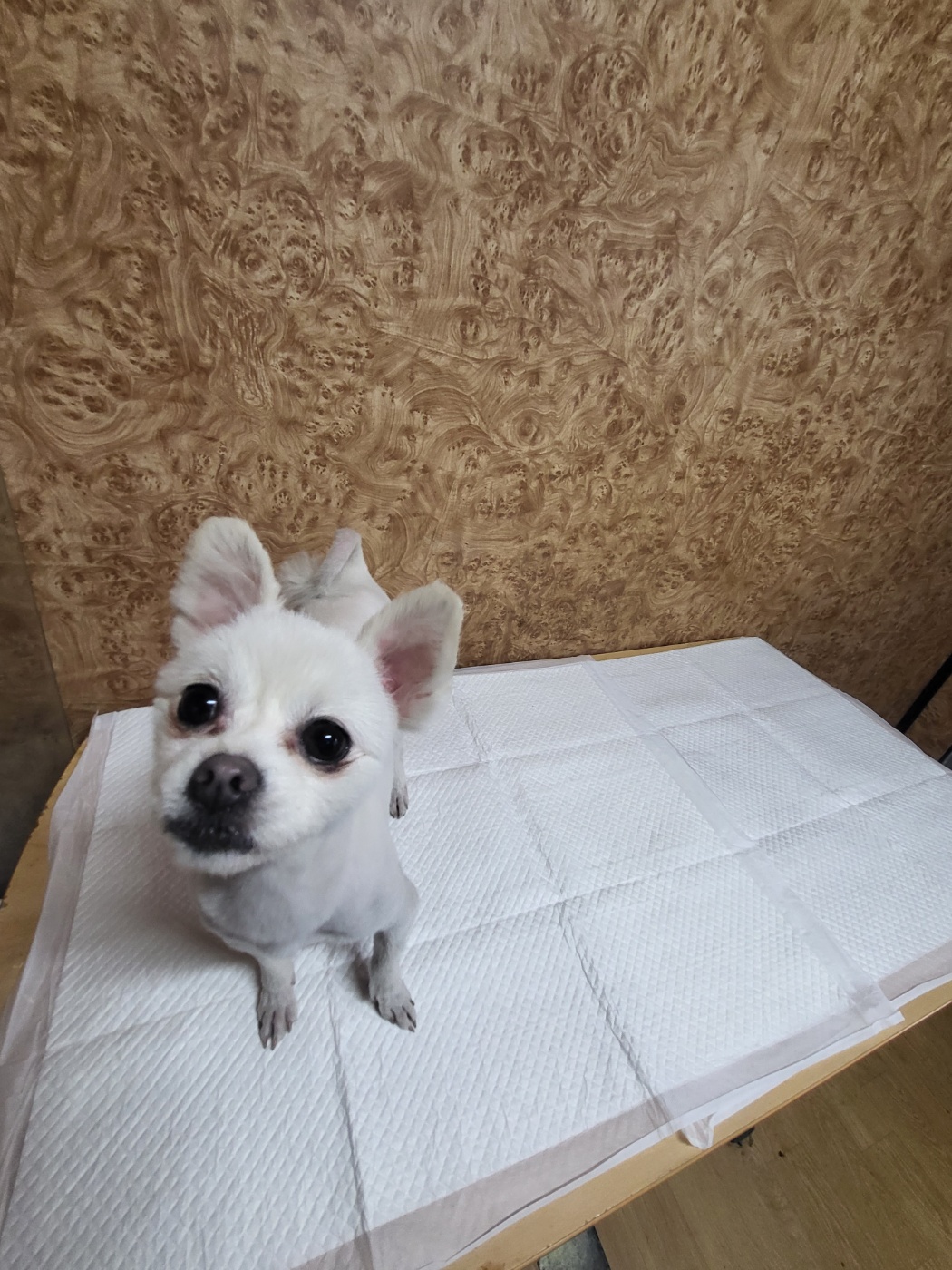 포메라니안 이미지 파일 입니다.